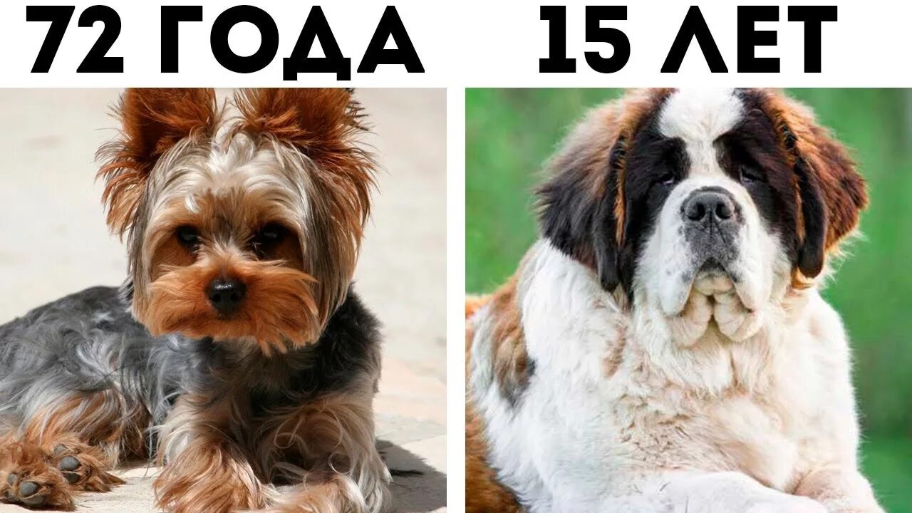 Собака по возрасту. Возраст собак. Собаки по возрасту. Собачьи года. Года собаки по человеческим.