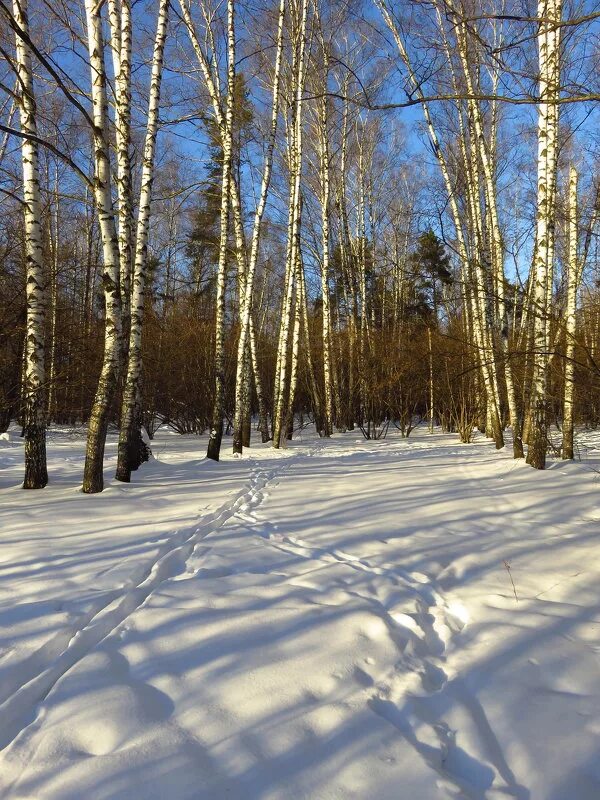 Почти март. Весенний пейзаж март. Почти март. Март снег. Почти март.