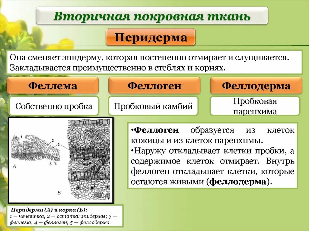 Покровная строение и функции. Вторичные покровные ткани растений пробка. Вторичная покровная ткань перидерма. Корка покровная ткань. Вторичная покровная ткань растений.