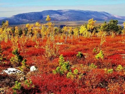 А тундра б смешанные леса
