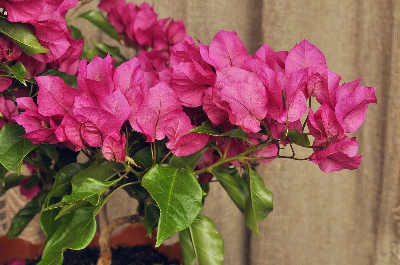 Beautiful Flowers on Twitter Flowers perennials, Beautiful flowers, Planting flo
