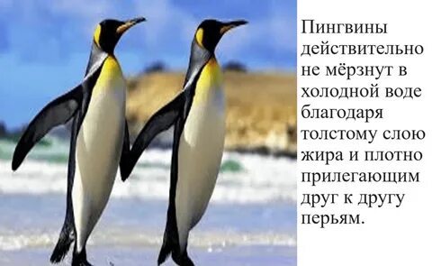 Пингвины интересные факты