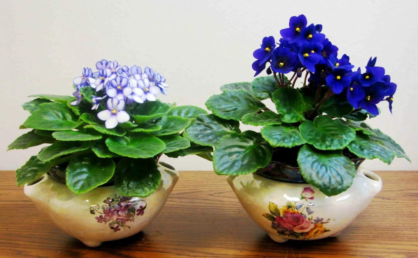 Узамбарская фиалка полив. Сенполия узамбарская фиалка. Сенполия ионанта. Сенполия фитильный полив. Фиалка сенполия комнатная.