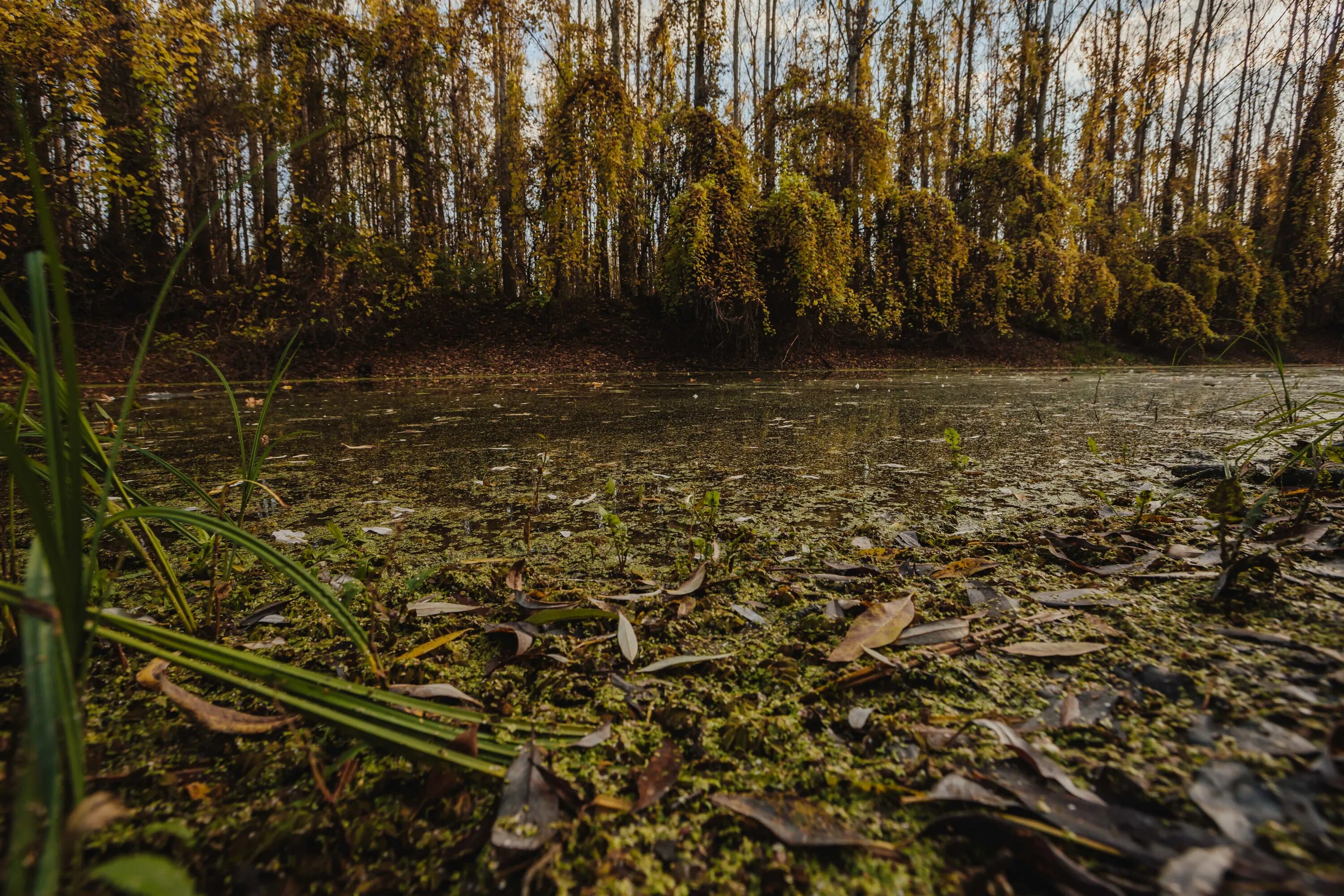 Болотная земля. Тюгурюкское болото. Никандровское болото. Болото трясина Топь. Памятник природы: болото рыжуха.