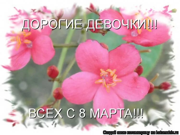 Дорогие девочки с праздником 8. Дорогие девочки с праздником 8. С праздником дорогие женщины. Дорогие девочки с праздником 8. Дорогие девочки с праздником 8.