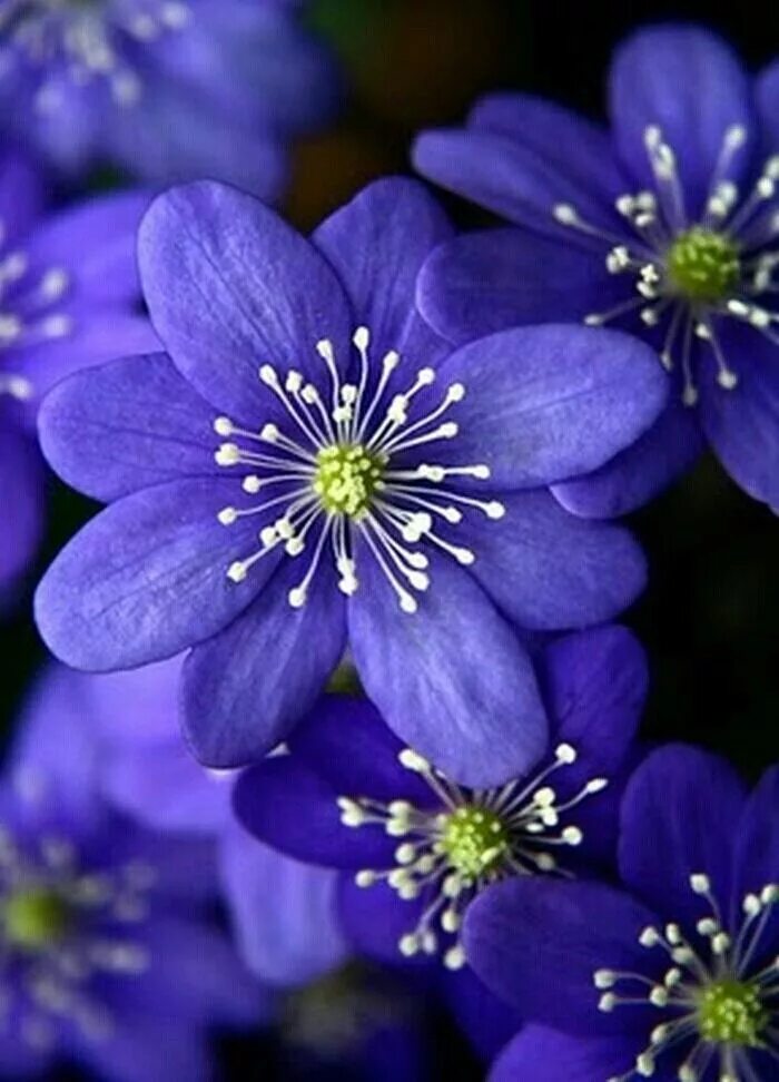 I a beautiful flower. Hepatica Nobilis. Синие цветы. Цветы Сирии. Красивые цветочки.