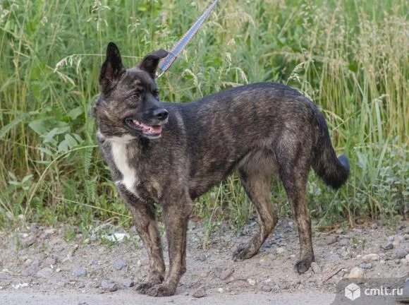 Собака в воронеже в добрые. Породистые щенки в воронеже. Джек а пу собака. Порода шерон собака. Собака в воронеже в добрые.