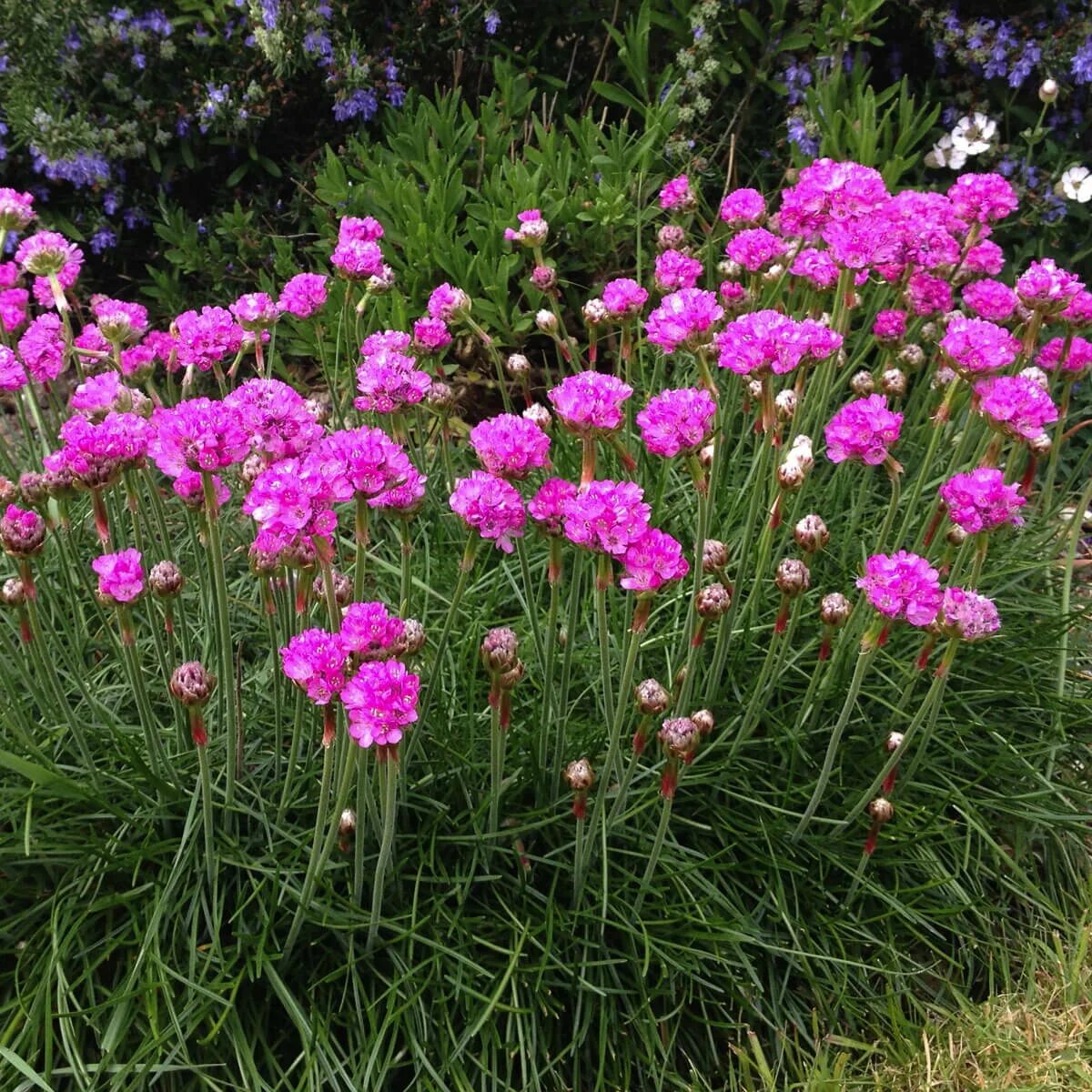 Армерия Приморская. Армерия дернистая. Армерия Приморская (Armeria maritima). Армерия дип Роуз. Армерия фото цветов