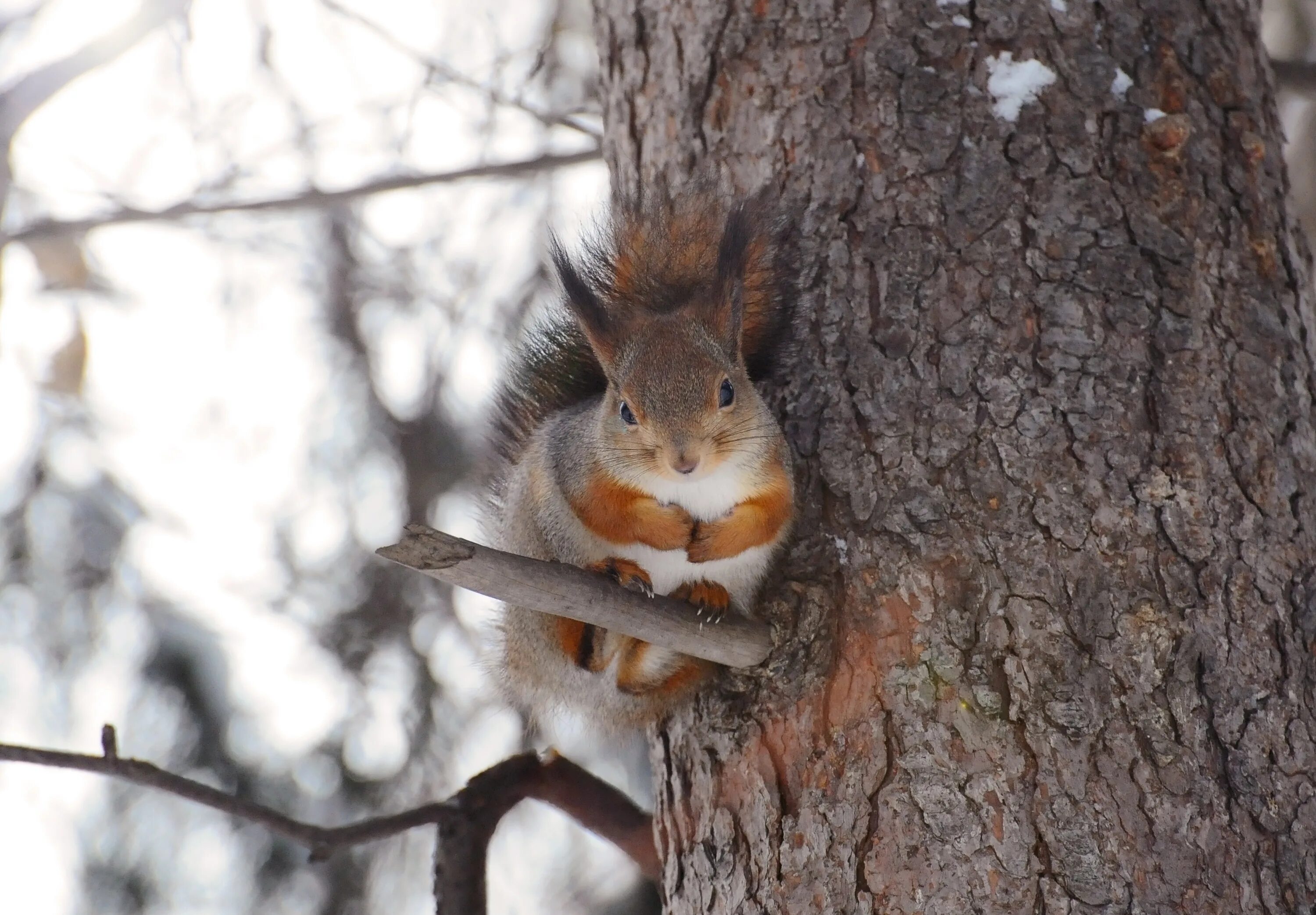 декабрь с белочкой. белки зимой на деревьях. белка. белки зимой на деревьях. белки зимой на деревьях.