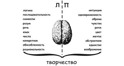 Правое и левое полушарие соединяет