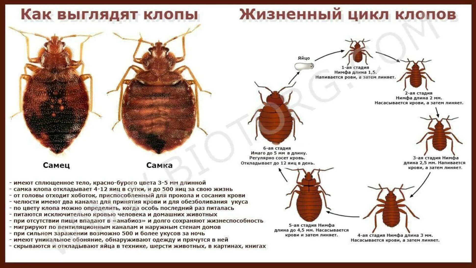 Клещи какого пола питаются кровью человека переносчиком. Как выглядит клоп самка и самец. Клоп постельный кровососущий паразит. Цикл развития постельного клопа схема.