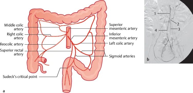 Укажите место расположения area interpleuralis inferior Diagram of inferior view of brain Quizlet