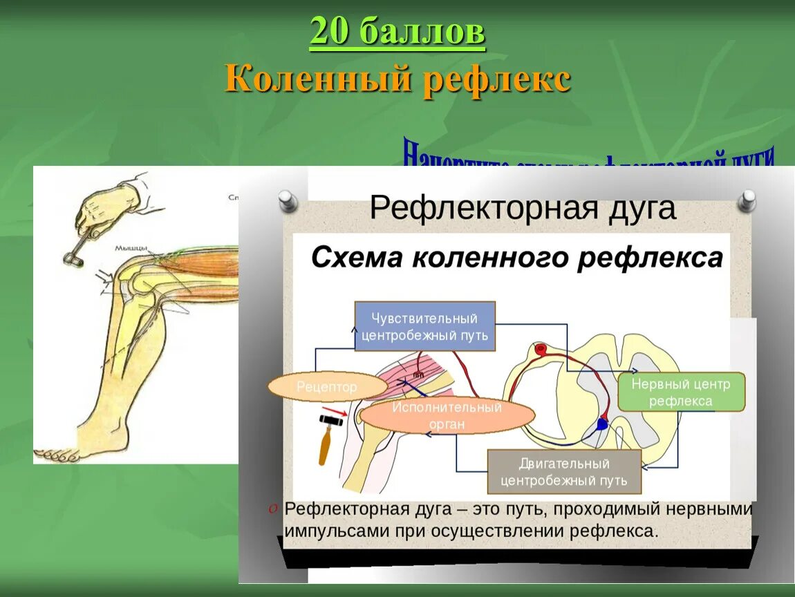 Последовательность элементов коленного рефлекса. Рефлекторная дуга коленного рефлекса описание. Коленный рефлекс двухнейронная рефлекторная дуга. Коленный рефлекс физиология. Коленный рефлекс рефлекторная дуга физиология.