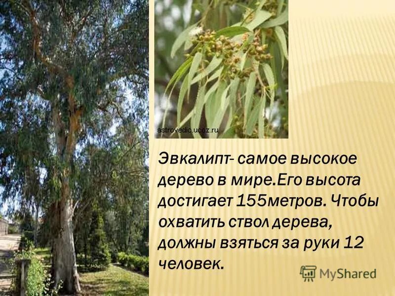 эвкалипт ареал. где растет эвкалипт. где растет эвкалипт. эвкалипт эндемик австралии. эвкалипт зона распространения.