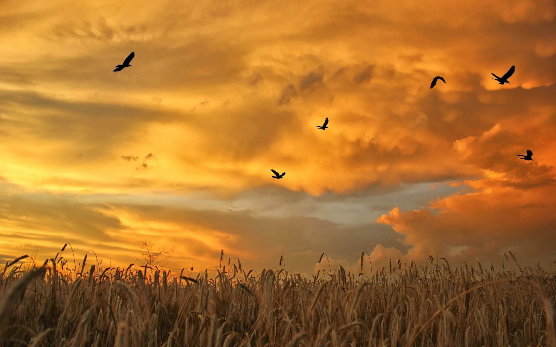 Дни летят за рассветом закат слушать. Птицы в небе. Птицы над полем. Птицы в поле. Птицы на рассвете.