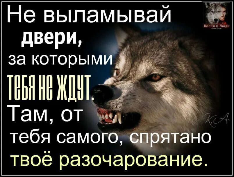 Разочарования твои. Цитаты волка. Волк и предательство. Волки цитаты о предательство. Цитаты Волков.