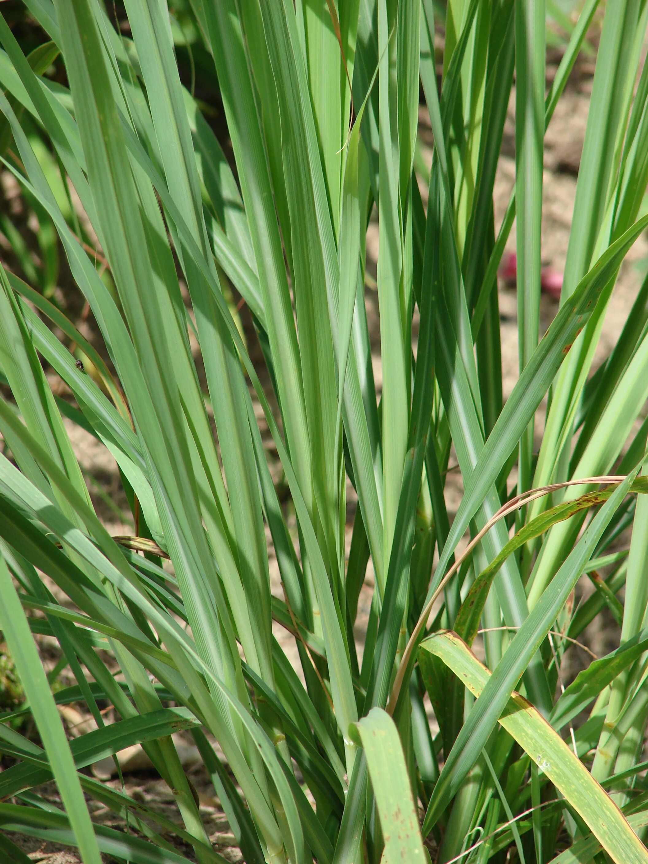 Cymbopogon citratus. Цимбопогон Лемонграсс. Лемонграсс трава. Лемонграсс цветет. Цимбопогон