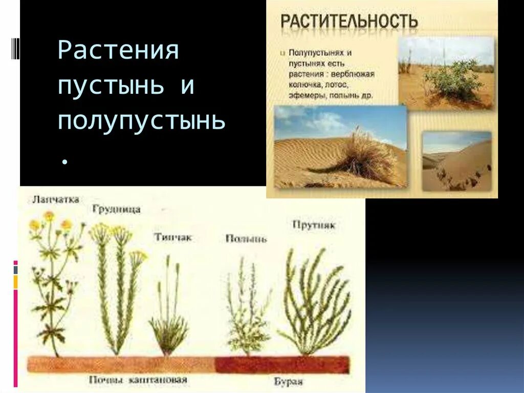 Растительный мир пустынь и полупустынь россии. Растения пустынь и полупустынь. Растительный мир пустынь и полупустынь. Растения пустынь и полупустынь в России. Ростеняполупустыни и пустыни.