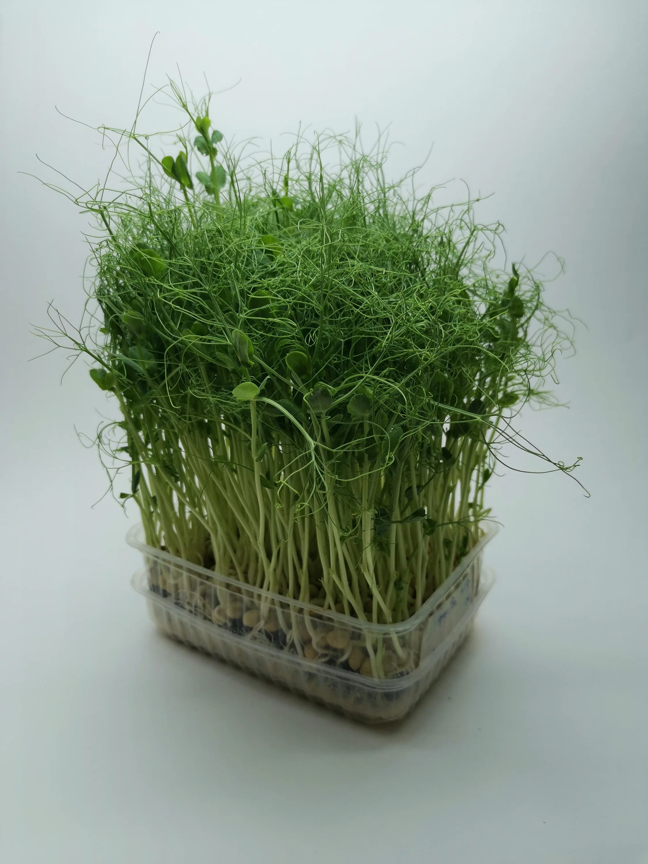 микрозелень кресс горох. микрозелень горох овощной. горох афилла микрозелень. пророщенный горох микрозелень. микрозелень горошек.