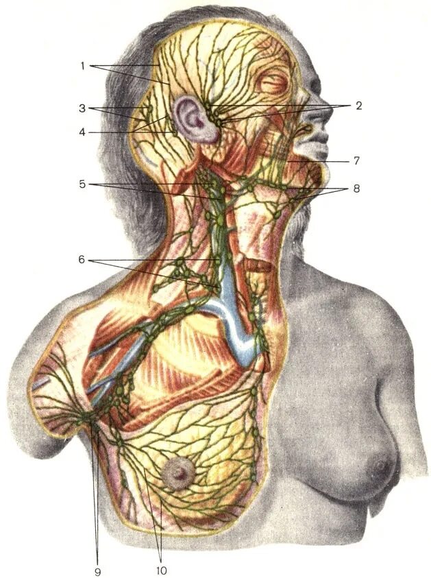 Анатомия лимфатической системы шеи. Околоушные лимфоузлы анатомия. Лимфа система человека головы. Лимфатическая система лица и шеи анатомия. Поясничные лимфоузлы