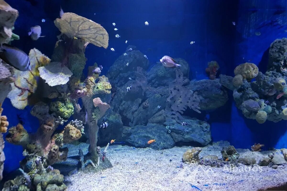 Grand Aquarium Хургада. Океанариум в Египте Хургада. Египет Хургада Гранд аквариум. Зоопарк аквариума Хургады. Океанариум хургада