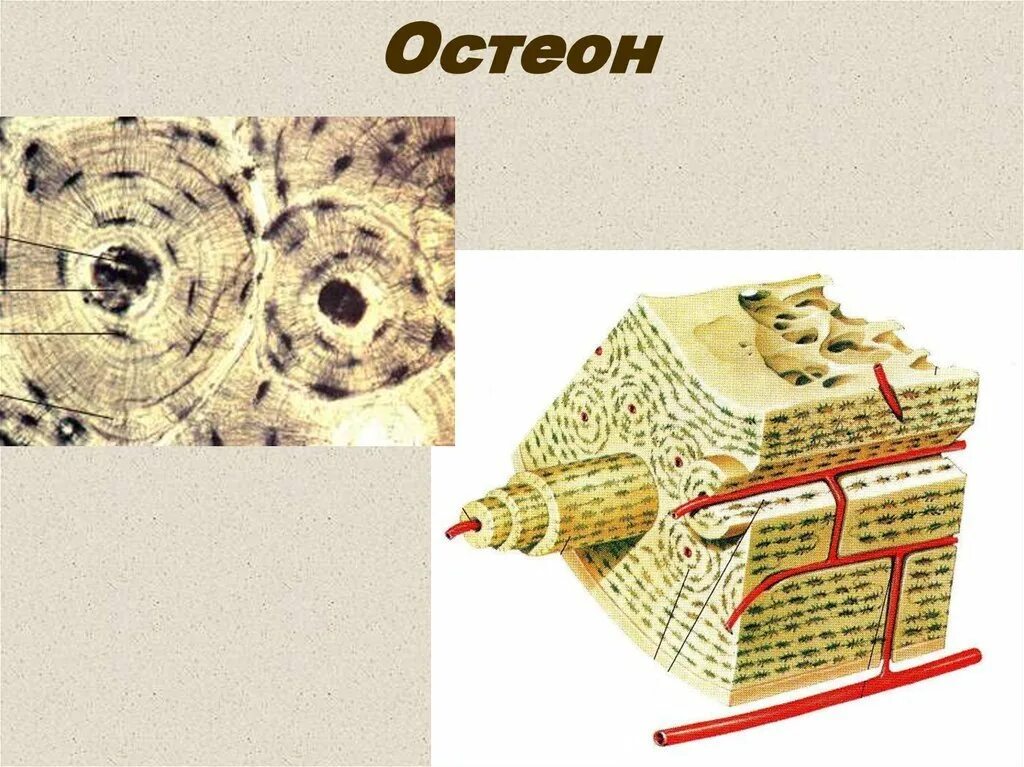 Строение костей Остеон. Строение остеона анатомия. Пластинчатая костная ткань коллагеновые волокна. Остеон гаверсова система рисунок. Остеон ткань