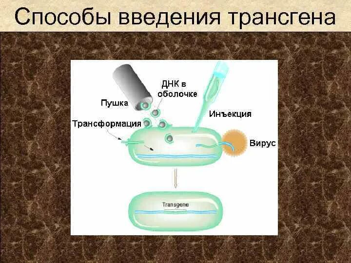 Методы введения днк. Электропорация генная инженерия. Электропорация растений. Электропорация клеток. Метод электропорации в генной инженерии.