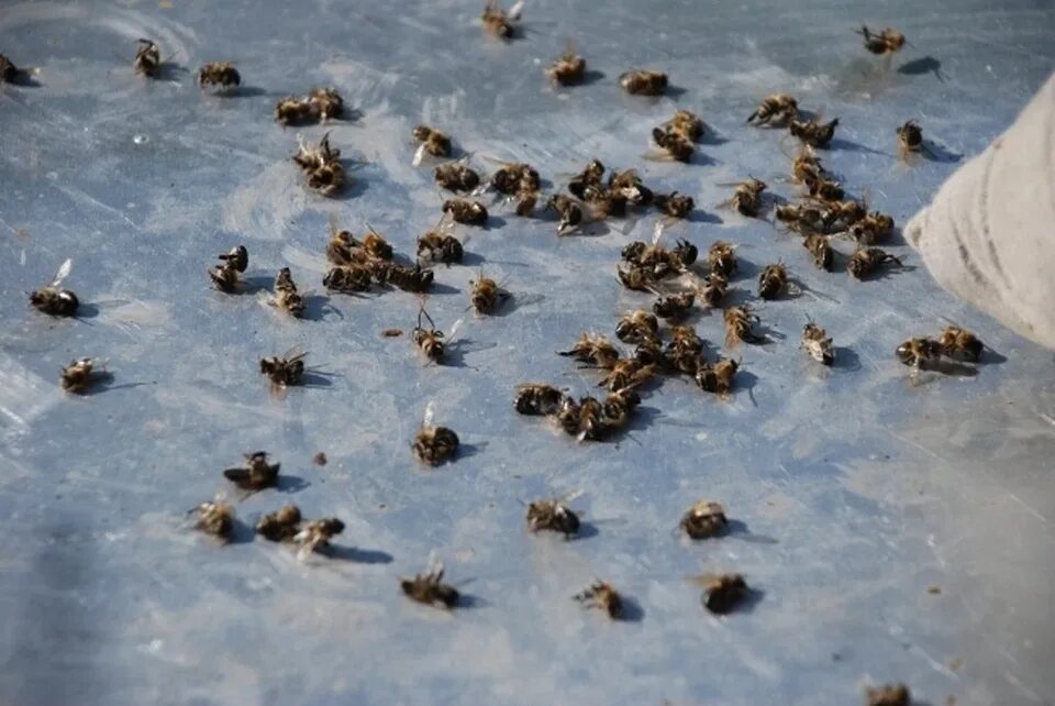 Пчелы гибнут. Массовая гибель пчел. Пчела отдыхает. Массовая гибель пчел в Приморском крае.
