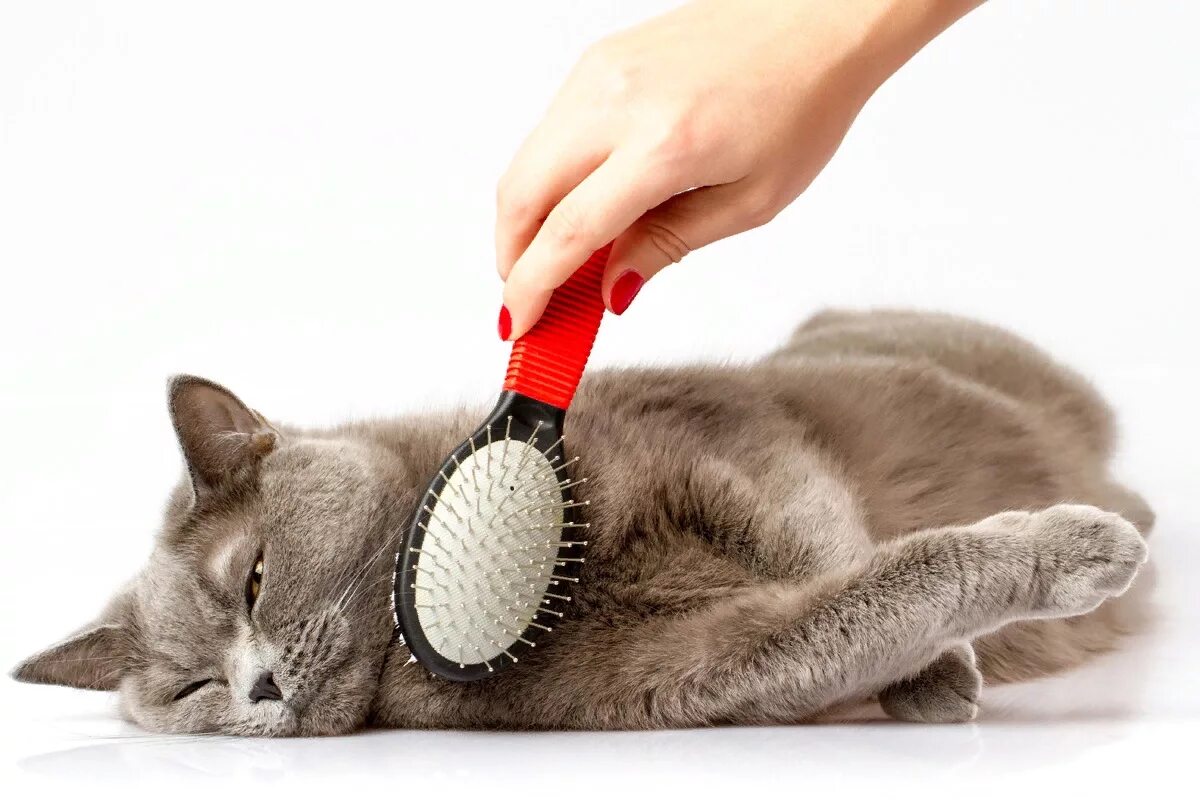 Расчесывание кошки. Расческа для кошек. Вычесывание кошек. Кошку расчесывают