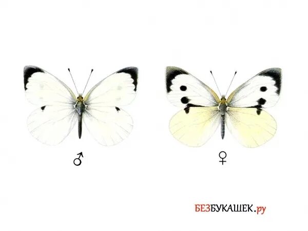 Пол у самок бабочки. Бабочка Белянка самец и самка. Бабочка капустница самка и самец. Бабочка капустница самец. Бабочкакапустницв самка и самец.