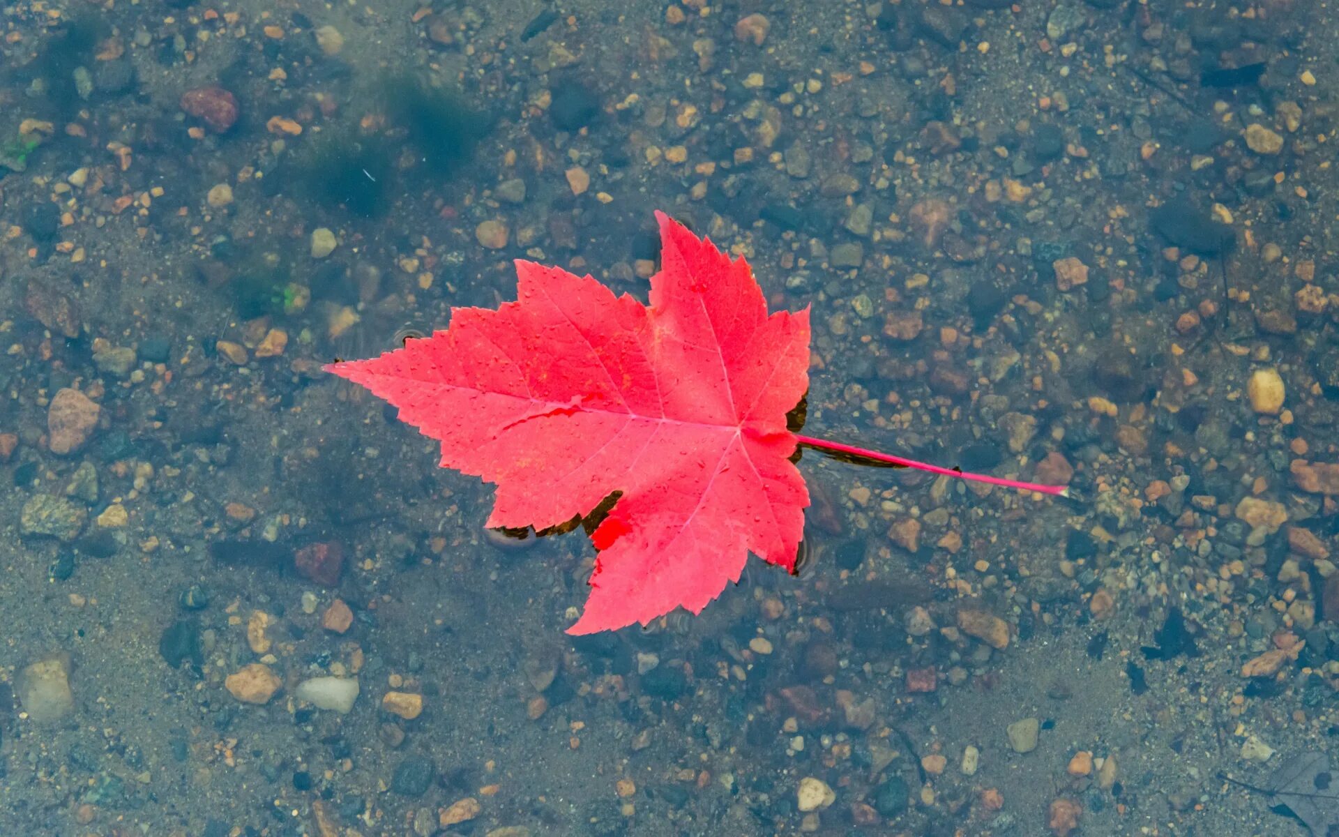 Листья в луже. Листья на воде. Одинокий осенний листок. Осенние листья на воде. Листья в горячей воде
