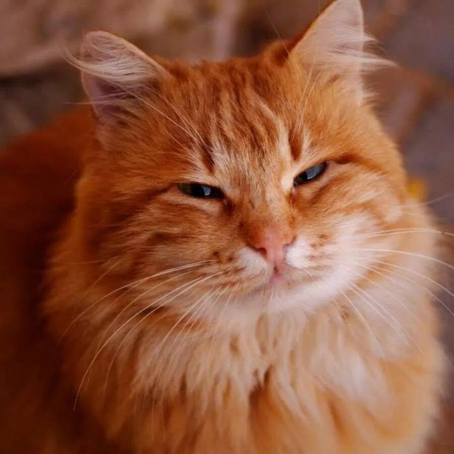 Лицо кота. Рыжий кот. Лицо рыжего кота. Рыжий кот с оранжевыми глазами. Лицо рыжего кота.