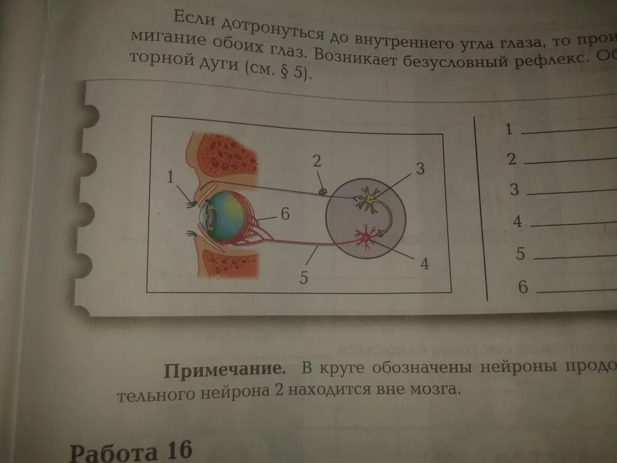Конъюнктивальный мешок нижнего века. Прикоснитесь осторожно к внутреннему углу глаза. Строение глаза мешок глаза конъюнктивальный. Рефлекторная дуга мигательного рефлекса обозначения. Исследование корнеального рефлекса.