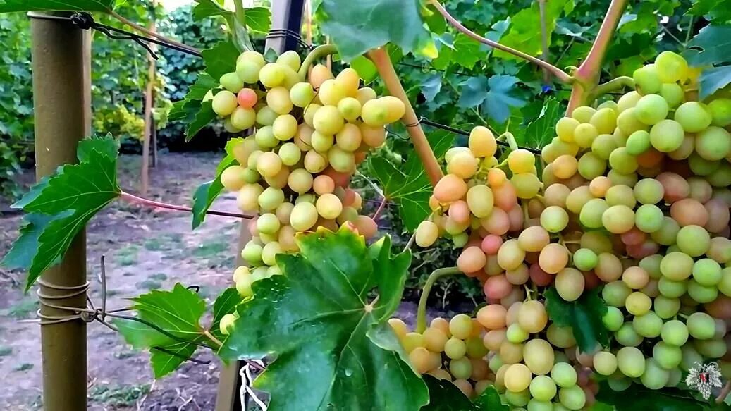 Полив винограда летом. Чем подкормить виноград в июне в подмосковье. Схема обработки винограда весной. Удобрение для винограда. Чем подкормить виноград.