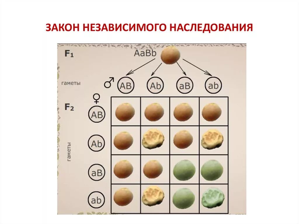 Закономерности наследования дигибридное скрещивание. Закон независимого. Закон независимого наследования. Зависимое наследование. Закле независимого наслед.