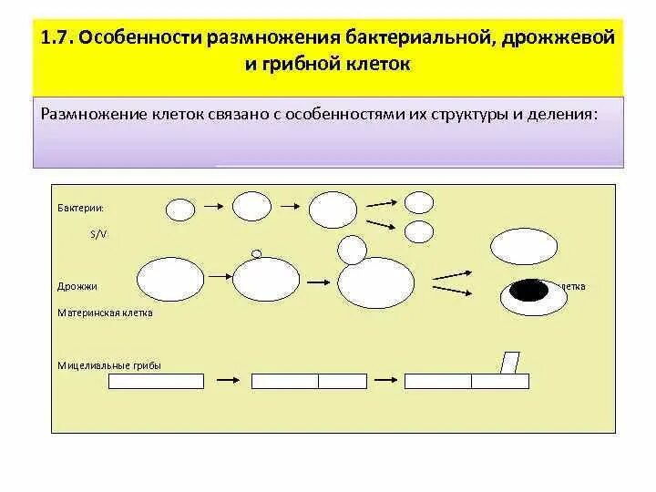 Размножение клетки жизненный цикл. Особенности размножения клетки. Бесполое и половое размножение бактерий. Особенности размножения бактериальной клетки. Бесполое размножение клеток дрожжей.