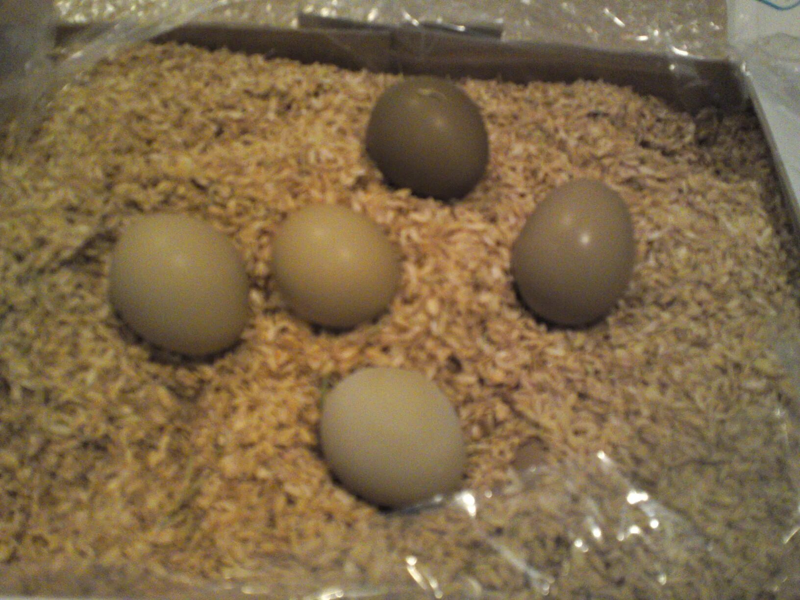 Инкубация охотничьего фазана. Самка фазана яйца. Золотой фазан яйца. Фазан охотничий яйцо. Сколько сидят фазаны