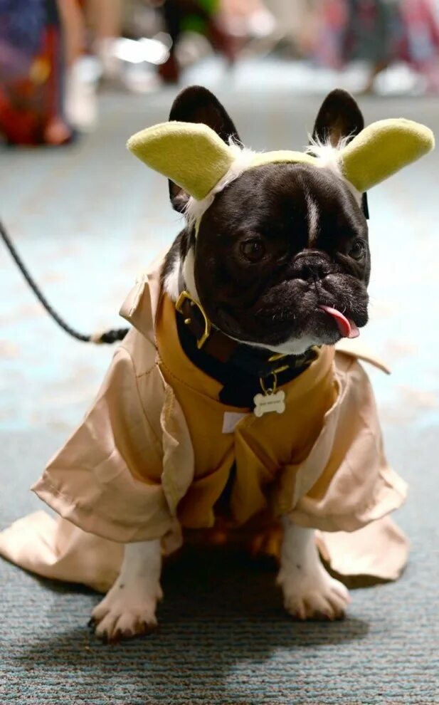 Смешные бульдоги фото. Прикольные французские бульдоги. смешные бульдожки. смешные бульдожки французские. забавные французские бульдоги.