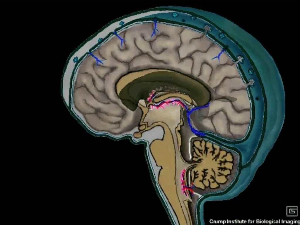 Расширенные ликворные пространства. Ликворная система головного мозга анатомия. Циркуляция ликвора в головном мозге. Ликворная система головного мозга неврология. Система оттока ликвора из головного мозга.