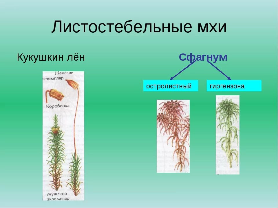 Листостебельные мхи сфагнум. Листостебельные мхи представители. Листостебельные мхи Кукушкин лен. Мхи ботаника Кукушкин лен. Однодольные двудольные хвойные листостебельные мхи впр