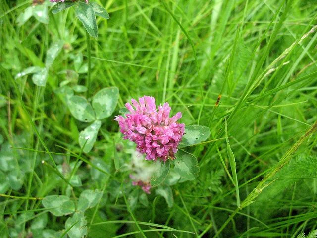 Травы в кулинарии. Костяника ягода съедобная. «съедобные дикорастущие травы» гуцевич. Съедобные дикорастущие растения. Просвирник пренебрежённый (мальва незамеченная).