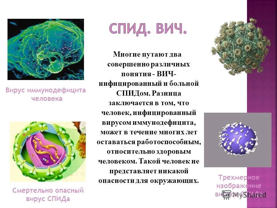 Наука изучающая вирусы