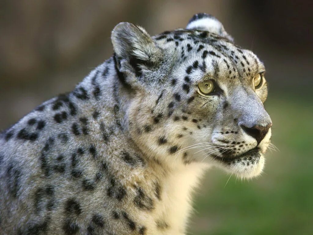 фигурки диких кошек. кроссворд про кошек. семейство кошачьих сканворд. животные южной америки оцелот. каракал в саванне.