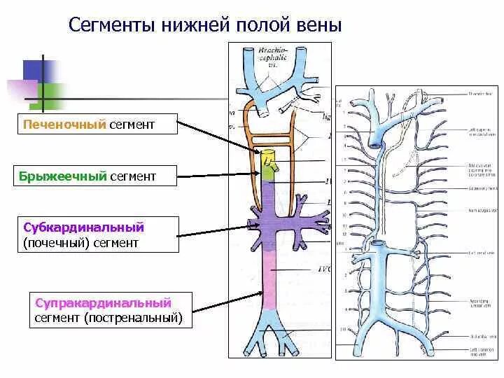 Система верхняя полая Вена анатомия. Отделы нижней полой вены анатомия. Система нижней полой вены анатомия. Печеночные вены анатомия нижняя полая.