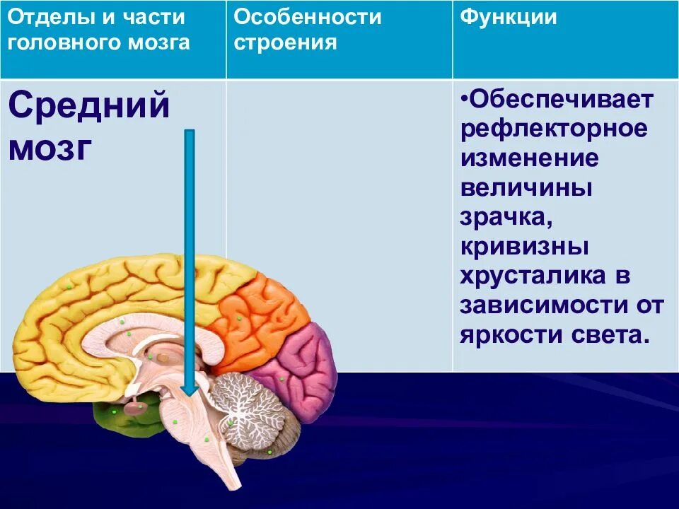 Что находится в среднем мозге