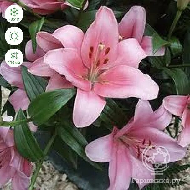 Лилия обыкновенный Бриндизи. Краткий обзор, описание характеристик lilium Brindi
