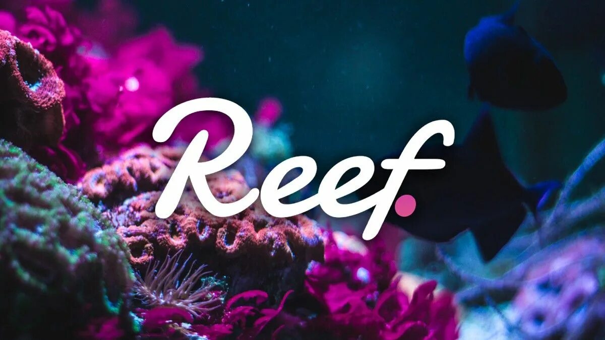 Reef обзор. Токен reef. reef криптовалюта. stake reef. команда reef finance.