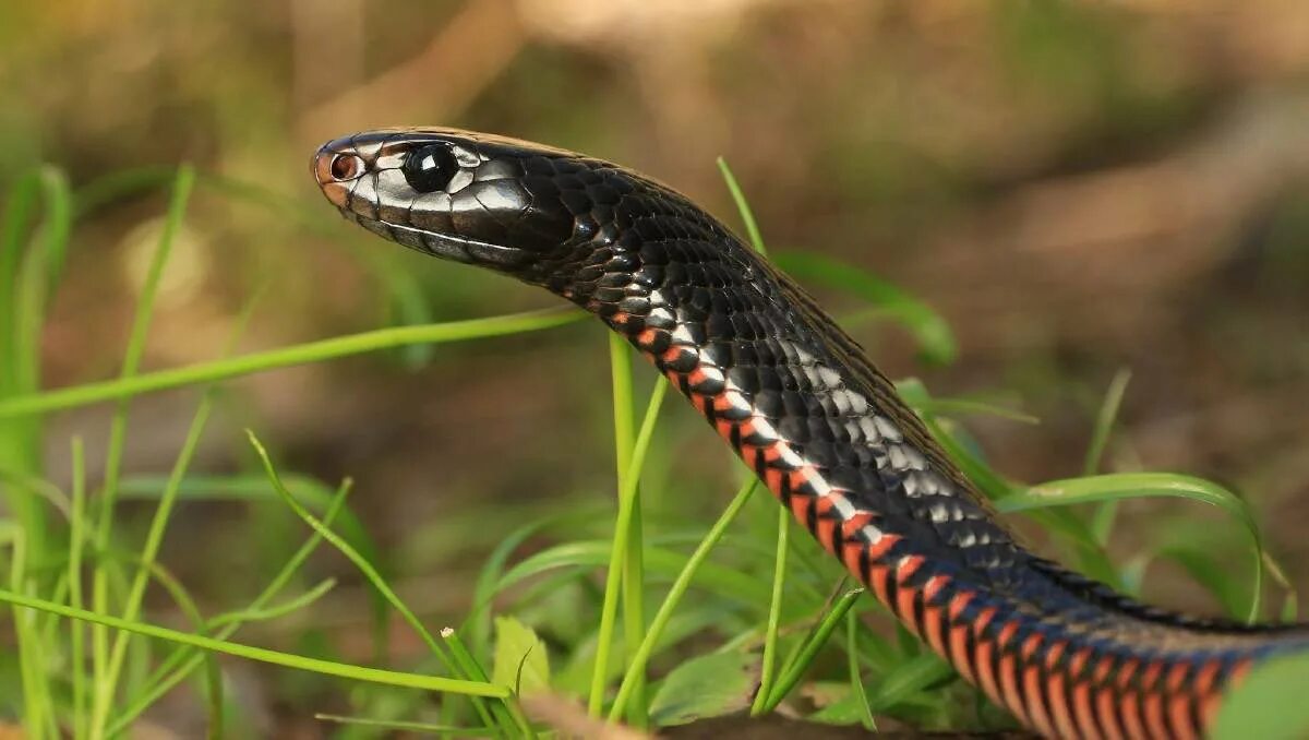 Черная ехидна змея. Блейк Снейк чёрная змея. Pseudechis porphyriacus. Листоносая змея.