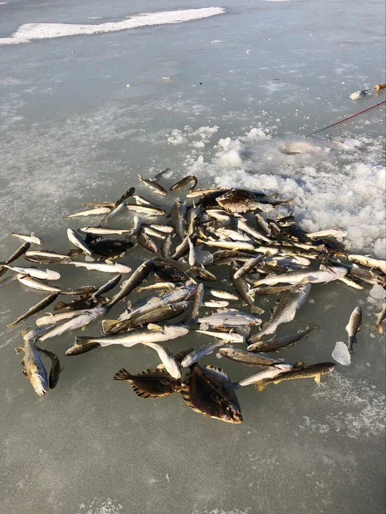 Навага ловля. Рыбалка в Приморье на навагу зимняя. Навага зимняя рыбалка. Зимняя рыбалка на льду во Владивостоке. Навага на льду.