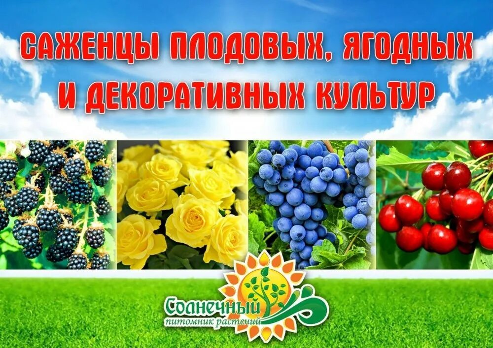 Саженцы плодово ягодных и декоративных культур. Декоративный и плодово-ягодный посадочный материал. Визитка саженцы. Баннер саженцы ягодные кустарники. Питомник ягодных саженцев